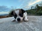 Chihuahua Welpen ab November